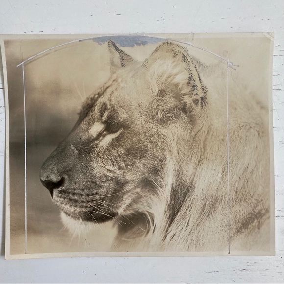 Lot of 5 Vintage Nature Magazine Press Photos 1927 - Picture 8 of 11